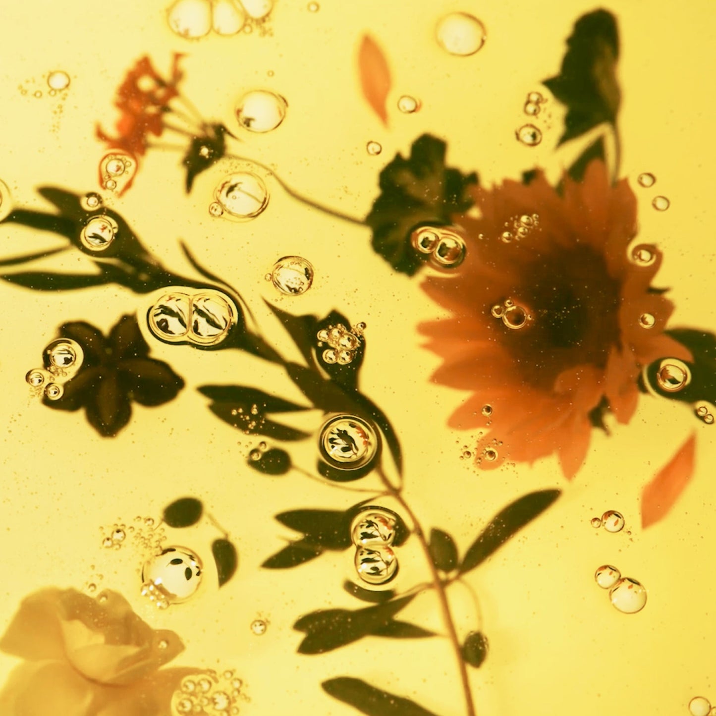 Nourish and Melting Cleansing Oil